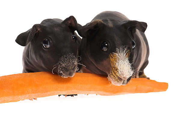 포토 JPG 해외이미지 두마리 사람없음 검은색 당근 먹기 기니피그 해외포토 컬러 2 포유류 모션 뿌리채소 파일형식 이미지허브