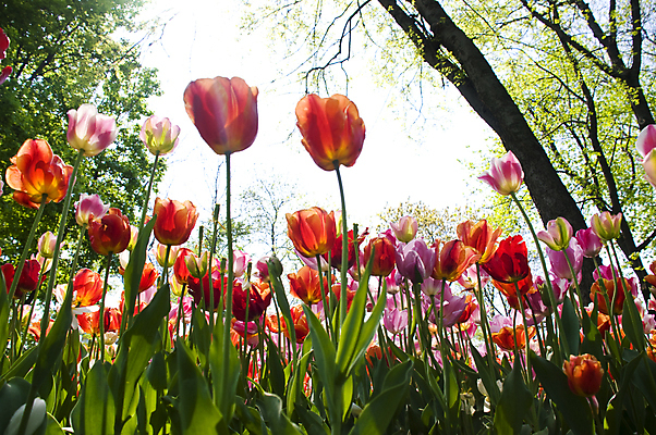 포토 JPG 해외이미지 식물 계절 공원 꽃잎 꽃 분홍색 백그라운드 잎 꽃무늬 밭 자연 하늘 사람없음 야외 빨간색 초록색 여름 파란색 컬러풀 태양 뷰티 노란색 정원 보라색 봄 튤립 벚꽃 흰색 신선 닫기 꽃집 내추럴 강렬 많음 해외포토 자연요소 공공시설 컬러 컨셉 무늬 농업 모션 상점 생태계 파일형식 이미지허브