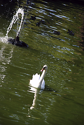 포토 JPG 해외이미지 동물 커플 호수 야생동물 백그라운드 가족 자연 조류 하늘 아침 사랑 풍경 사람없음 가로 물 여름 파란색 빛 강 뷰티 반사 평화 일출 수영 침묵 거울 흰색 하트 전원 연못 우아함 순수 깃털 백조 장면 지역 목 단아함 웅장함 해외포토 주간 자연요소 모양 계절 감정 컬러 컨셉 관계 신체부위 노을 소리 수상스포츠 전기에너지 생태계 파일형식 이미지허브