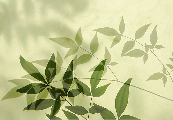 포토 JPG 해외이미지 식물 계절 잎 패턴 자연 그림자 사람없음 가로 초록색 여름 봄 질감 카피스페이스 막 해외포토 컬러 무늬 공백 생태계 파일형식 이미지허브