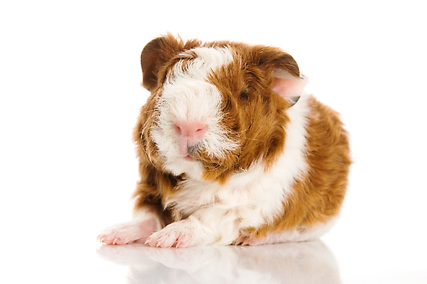 포토 JPG 해외이미지 한마리 사람없음 기니피그 해외포토 1 포유류 파일형식 이미지허브