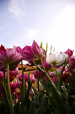 포토 JPG 해외이미지 식물 계절 공원 꽃잎 꽃 줄기 분홍색 꽃다발 백그라운드 잎 꽃무늬 오렌지 자연 부활절 발렌타인데이 선물 사랑 사람없음 야외 장식 빨간색 초록색 컬러풀 뷰티 노란색 정원 보라색 봄 튤립 벚꽃 흰색 축하 신선 생일 그룹 다발 배열 꽃집 내추럴 고립 해외포토 공공시설 기념일 감정 컬러 컨셉 무늬 과일 데이이벤트 상점 생태계 파일형식 이미지허브