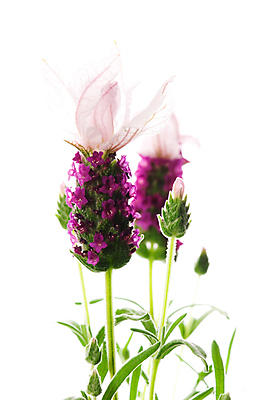 포토 JPG 해외이미지 식물 계절 꽃 자연 사람없음 여름 뷰티 약 정원 보라색 스파 기름 다발 소중 허브 향수 유기농 원예 향기 냄새 아로마 향 아로마테라피 라벤더 라일락 악취 내추럴 고립 프로방스 해외포토 웰빙 음식 컬러 컨셉 의학 취미 화장품 생태계 테라피 파일형식 이미지허브