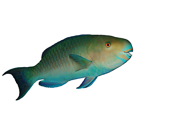 포토 JPG 해외이미지 동물 야생동물 바다 백그라운드 자연 휴가 생물 동물원 이집트 어류 사람없음 빨간색 물 파란색 뷰티 수중 수영 흰색 잠수부 잠수함 앵무새 수족관 홍해 추적 고립 깊이 소금물 이국적 해외포토 자연요소 컬러 모션 아프리카 조류 수중동물 수상스포츠 전문직 생태계 파일형식 이미지허브