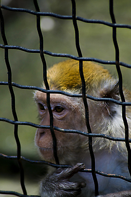 포토 JPG 해외이미지 동물 응시 얼굴 야생동물 포유류 아프리카 자연 세포 털 자물쇠 동물원 사람 사람없음 울타리 환경 금속 희망 원숭이 바 기다림 닫기 고독 철 교도소 감옥 새장 유인원 양발 죄수 혼자 해외포토 시선 감정 나라 모션 재질 신체부위 담장 생태계 케이지 파일형식 이미지허브
