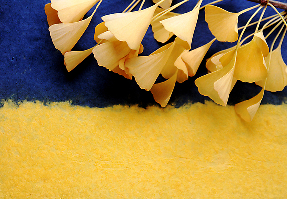 포토 JPG 해외이미지 식물 계절 백그라운드 잎 자연 사람없음 가로 파란색 노란색 가을 질감 카피스페이스 해외포토 컬러 공백 생태계 파일형식 이미지허브