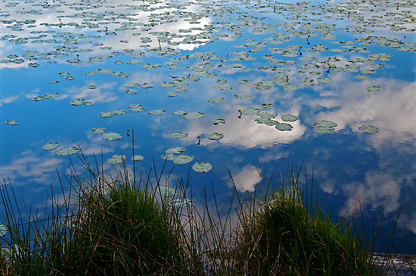 포토 JPG 해외이미지 식물 자연 하늘 빨대 사람없음 물 파란색 태양 반사 맑음 침묵 밀짚 해외포토 자연요소 컬러 날씨 소리 짚 생태계 파일형식 이미지허브