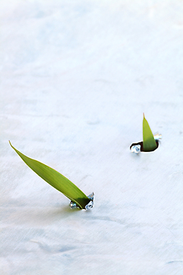 포토 JPG 해외이미지 식물 컨셉 잎 안전 사람없음 금속 자유 성장 문제 해결 떠남 생태학 해외포토 교육 모션 재질 파일형식 이미지허브