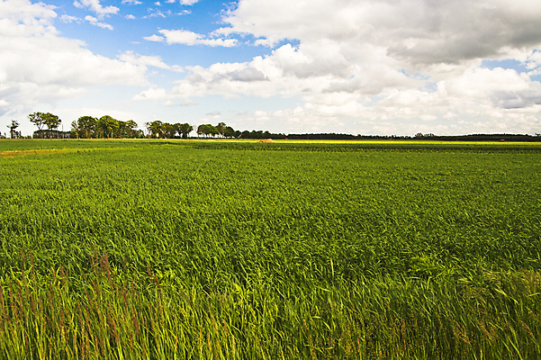 포토 JPG 해외이미지 나무 구름 밭 하늘 초원 사람없음 초록색 파란색 햇빛 흰색 시골 패드 밭일 수평선 해외포토 자연요소 식물 컬러 농업 태양 파일형식 이미지허브