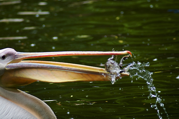 포토 JPG 해외이미지 동물 1 호수 야생동물 바다 여행 날개 자연 조류 하늘 낚시 휴가 동물원 어류 사람없음 야외 물 여름 파란색 갈색 머리 항구 검은색 봄 흰색 관찰 펠리컨 깃털 부리 물새 계산서 고립 동물상 플로리다 해외포토 자연요소 계절 컬러 교통시설 모션 레저 신체부위 조형물 미국 수중동물 생태계 파일형식 이미지허브