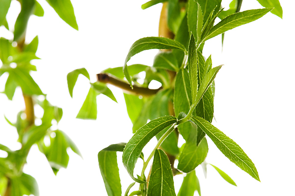 포토 JPG 해외이미지 나무 식물 공원 곤충 백그라운드 잎 자연 프레임 그림자 사람없음 야외 초록색 여름 태양 우주 정원 맑음 침묵 봄 성장 흰색 나뭇가지 신선 투명 숲 묘사 유기농 질감 내추럴 고립 디테일 해외포토 자연요소 동물 웰빙 계절 공공시설 컬러 날씨 소리 생태계 파일형식 이미지허브