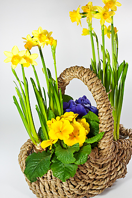 포토 JPG 해외이미지 꽃 실내 사람없음 바구니 담기 수선화 해외포토 식물 모션 내부 파일형식 이미지허브