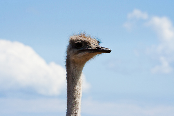 포토 JPG 해외이미지 동물 구름 조류 하늘 사람없음 가로 파란색 머리 회색 부리 목 타조 해외포토 자연요소 컬러 신체부위 파일형식 이미지허브