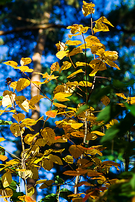 포토 JPG 해외이미지 나무 잎 자연 하늘 사람없음 야외 초록색 파란색 노란색 황금 숲 해외포토 식물 컬러 생태계 파일형식 이미지허브