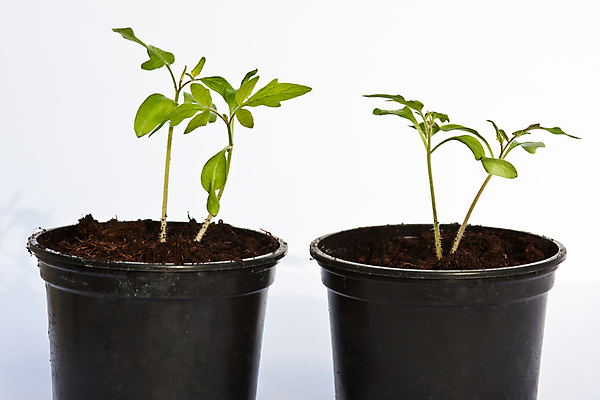 포토 JPG 해외이미지 식물 화분 잎 토마토 채소 사람없음 가로 초록색 농작물 성장 흰색 작음 흰배경 원예 채소밭 세련 해외포토 컬러 백그라운드 밭 농업 취미 크기 파일형식 이미지허브