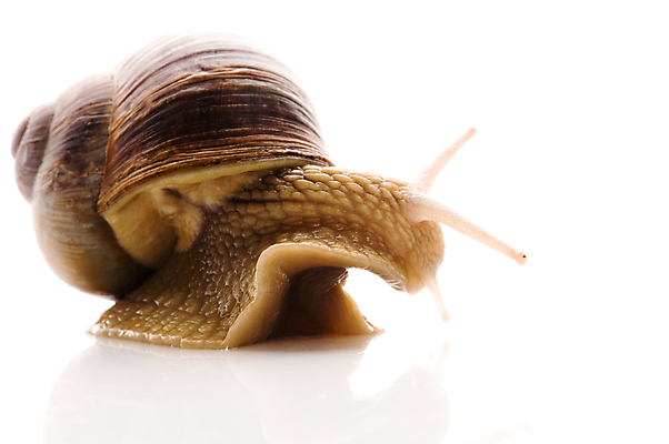 포토 JPG 해외이미지 한마리 연체동물 실내 근접촬영 사람없음 흰배경 해외포토 1 뷰포인트 백그라운드 무척추동물 내부 흰색 파일형식 이미지허브