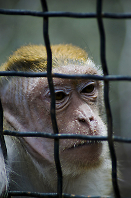 포토 JPG 해외이미지 동물 응시 얼굴 야생동물 포유류 아프리카 자연 세포 털 자물쇠 동물원 사람 사람없음 울타리 환경 금속 희망 원숭이 바 기다림 닫기 고독 철 교도소 감옥 새장 유인원 양발 죄수 혼자 해외포토 시선 감정 나라 모션 재질 신체부위 담장 생태계 케이지 파일형식 이미지허브