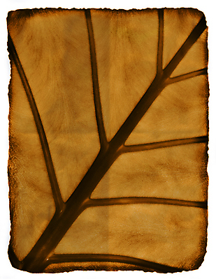 포토 JPG 해외이미지 나무 식물 계절 종이 백그라운드 잎 꽃무늬 패턴 오렌지 자연 건조 미술 사람없음 그래픽 장식 갈색 손상 낭만 수확 골동품 가을 죽음 주름 황금 두루마리 편지 부식 그림 질감 복고 페이지 섬유 정맥 내추럴 구식 그런지 썩음 옛날 노화 해외포토 꽃 컬러 컨셉 무늬 농업 과일 문화예술 직물 생태계 혈관 파일형식 이미지허브