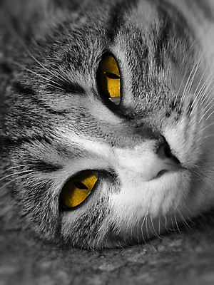 포토 JPG 해외이미지 한마리 흑백 근접촬영 사람없음 노란색 고양이 눈동자 해외포토 1 뷰포인트 컬러 포유류 촬영기법 반려동물 눈_신체부위 파일형식 이미지허브
