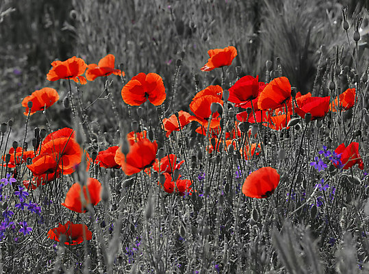 포토 JPG 해외이미지 주간 꽃 자연 흑백 사람없음 야외 빨간색 양귀비 해외포토 자연요소 식물 컬러 촬영기법 생태계 파일형식 이미지허브