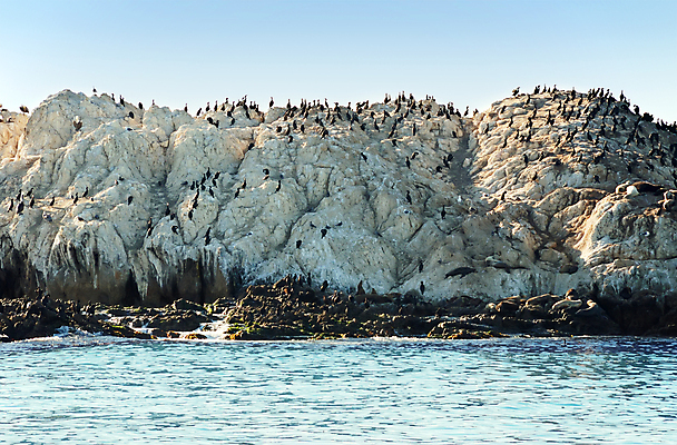 포토 JPG 해외이미지 동물 야생동물 파도 바다 자연 갈매기 조류 낚시 협력 함께함 병아리 사람없음 야외 물 갈색 검은색 흰색 만 그룹 둥지 군중 물개 캘리포니아 태평양 식민지 많음 해외포토 자연요소 컬러 컨셉 포유류 레저 사람 미국 바다동물 생태계 파일형식 이미지허브