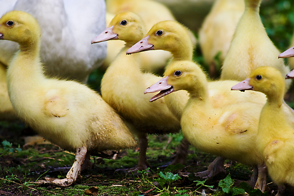 포토 JPG 해외이미지 동물 새끼 농업 조류 오리 사람없음 가로 농장 갈색 노란색 가축 농촌 시골 묘사 부드러움 솜털 밭일 해외포토 산업 컬러 감각 파일형식 이미지허브