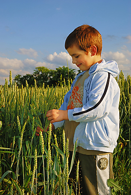 포토 JPG 해외이미지 손 응시 행복 어린이 줄기 밭 농업 자연 하늘 씨앗 한명 사람 야외 파란색 농작물 햇빛 농경지 환경 맑음 일몰 기쁨 수확 성장 시골 황금 작음 낟알 시리얼 밀 해외포토 식물 1 시선 감정 산업 음식 컬러 날씨 곡류 신체부위 태양 농장 노을 크기 생태계 파일형식 이미지허브