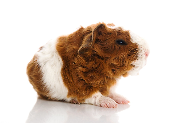 포토 JPG 해외이미지 한마리 사람없음 기니피그 해외포토 1 포유류 파일형식 이미지허브