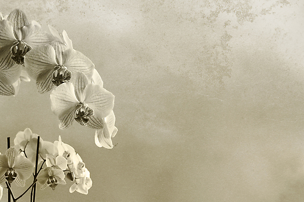 포토 JPG 해외이미지 모양 식물 꽃잎 꽃 실루엣 종이 벽 꽃다발 백그라운드 꽃무늬 벽지 하늘 미술 사람없음 그래픽 장식 빛 갈색 회색 수확 벚꽃 흰색 점 얼룩 거친 화려 난초 우아함 질감 향기 분무기 그런지 스크랩북 양피지 옛날 중고 해외포토 컬러 컨셉 무늬 농업 문화예술 촬영기법 냄새 파일형식 이미지허브