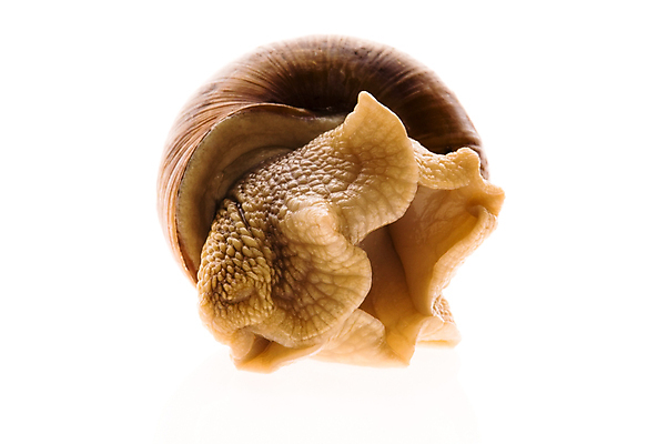 포토 JPG 해외이미지 한마리 연체동물 실내 근접촬영 사람없음 흰배경 해외포토 1 뷰포인트 백그라운드 무척추동물 내부 흰색 파일형식 이미지허브