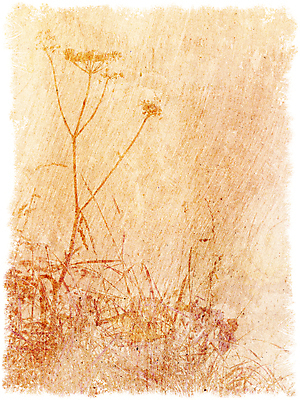 포토 JPG 해외이미지 식물 꽃 실루엣 종이 백그라운드 잎 꽃무늬 벽지 추상 프레임 미술 사람없음 그래픽 장식 노란색 수확 골동품 점 얼룩 거친 화려 분위기 황금 낟알 질감 복고 그런지 썩음 양피지 옛날 찰과상 스타일 해외포토 컬러 컨셉 무늬 농업 문화예술 촬영기법 상처 파일형식 이미지허브