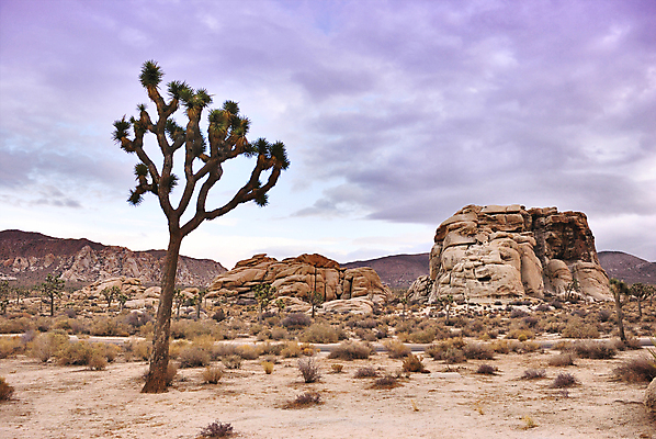 포토 JPG 해외이미지 모양 나무 식물 공원 모래 여행 밭 오렌지 자연 하늘 산 건조 따뜻함 사람없음 야외 빨간색 초록색 파란색 태양 계곡 미국 사막 뜨거움 황무지 언덕 캘리포니아 내추럴 서쪽 전국 해외포토 자연요소 공공시설 컬러 북아메리카 농업 과일 방향 생태계 파일형식 이미지허브