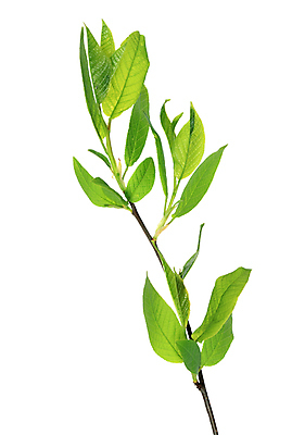 포토 JPG 해외이미지 나무 식물 잎 자연 사람없음 초록색 봄 성장 나뭇가지 신선 유기농 고립 떠남 해외포토 웰빙 계절 컬러 모션 생태계 파일형식 이미지허브