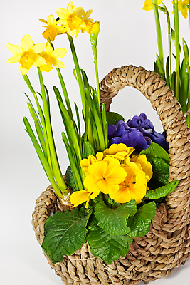 포토 JPG 해외이미지 꽃 실내 사람없음 바구니 담기 수선화 해외포토 식물 모션 내부 파일형식 이미지허브