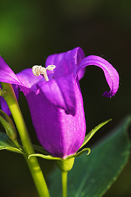 포토 JPG 해외이미지 식물 꽃 자연 사람없음 세로 파란색 햇빛 보라색 벚꽃 제비꽃 관목 블루벨 캄파눌라 해외포토 나무 컬러 태양 생태계 파일형식 이미지허브