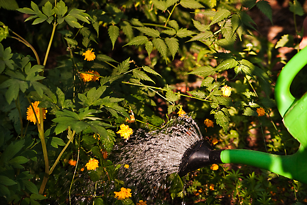 포토 JPG 해외이미지 식물 꽃 건조 사람없음 가로 초록색 물 햇빛 정원 물뿌리개 벚꽃 물주기 원예 해외포토 자연요소 컬러 모션 취미 태양 파일형식 이미지허브