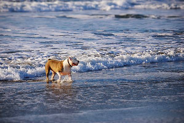 포토 JPG 해외이미지 동물 남자 행복 모래 파도 바다 포즈 장난 포유류 모션 놀이 건강 사람없음 야외 물 파란색 반려동물 햇빛 갈색 걷기 힘 젖음 흰색 표현 관찰 개 떨어짐 큼 캘리포니아 송곳니 스플래쉬 해외포토 자연요소 감정 컬러 컨셉 사람 태양 미국 치아 크기 파일형식 이미지허브