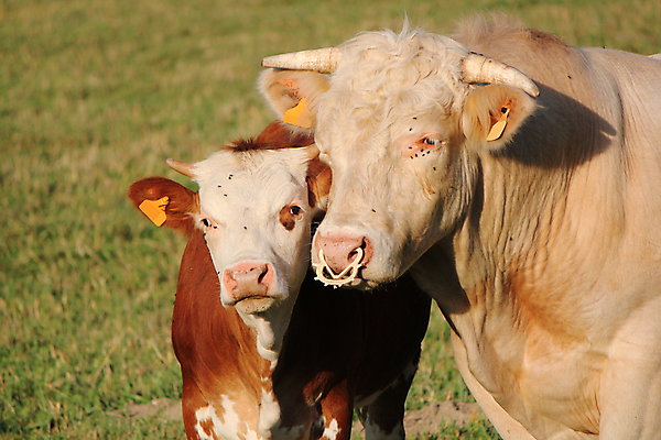 포토 JPG 해외이미지 동물 농업 포유류 자연 엄마 스테이크 초원 사람없음 야외 초록색 여름 농장 농경지 갈색 머리 일몰 소고기 우유 흰색 시골 아기 소 군중 가죽 땅 송아지 밭일 초식 목가 해외포토 계절 산업 새끼 컬러 가족 유제품 서양음식 육류 사람 신체부위 노을 생태계 파일형식 이미지허브