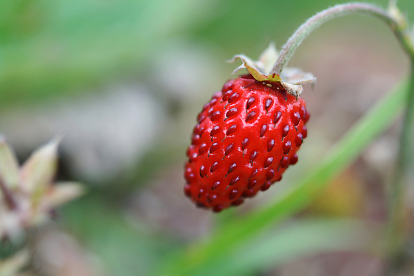 포토 JPG 해외이미지 식물 열매 잎 농업 채소 과일 딸기 사람없음 성장 신선 원예 베리 해외포토 산업 취미 파일형식 이미지허브