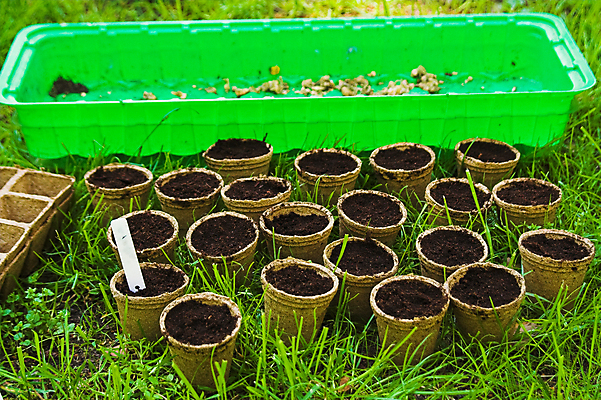 포토 JPG 해외이미지 식물 화분 씨앗 초원 사람없음 가로 초록색 농작물 정원 봄 뿌리기 원예 해외포토 계절 컬러 농업 모션 취미 파일형식 이미지허브