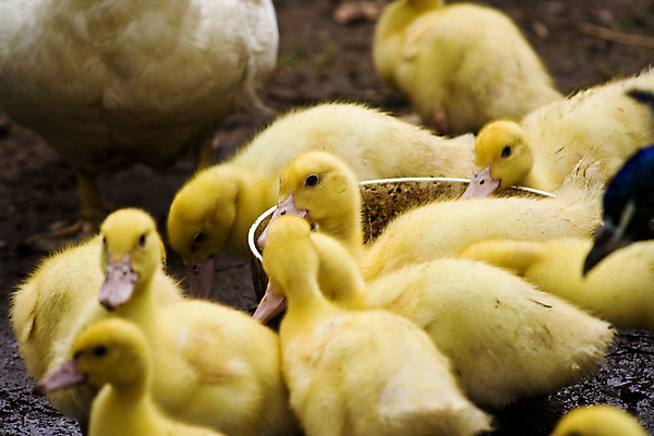 포토 JPG 해외이미지 동물 새끼 농업 조류 오리 사람없음 가로 농장 갈색 노란색 가축 농촌 시골 묘사 부드러움 솜털 밭일 해외포토 산업 컬러 감각 파일형식 이미지허브