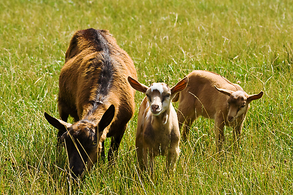 포토 JPG 해외이미지 동물 어린이 새끼 포유류 엄마 염소 3 서기 초원 사람없음 가로 초록색 여름 갈색 가축 농촌 시골 해외포토 계절 컬러 가족 모션 사람 파일형식 이미지허브