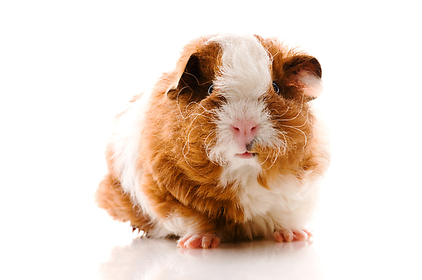 포토 JPG 해외이미지 한마리 사람없음 기니피그 해외포토 1 포유류 파일형식 이미지허브