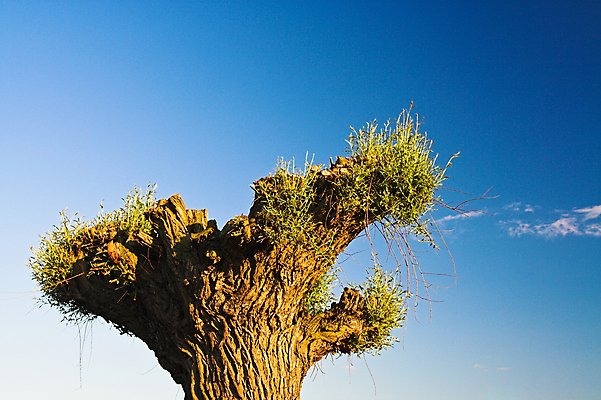 포토 JPG 해외이미지 나무 식물 하늘 사람없음 초록색 파란색 햇빛 갈색 발사 버드나무 특별함 해외포토 컬러 컨셉 태양 파일형식 이미지허브