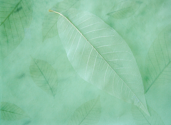 포토 JPG 해외이미지 식물 계절 백그라운드 잎 패턴 자연 사람없음 가로 초록색 봄 질감 정맥 내추럴 카피스페이스 해외포토 컬러 무늬 공백 생태계 혈관 파일형식 이미지허브