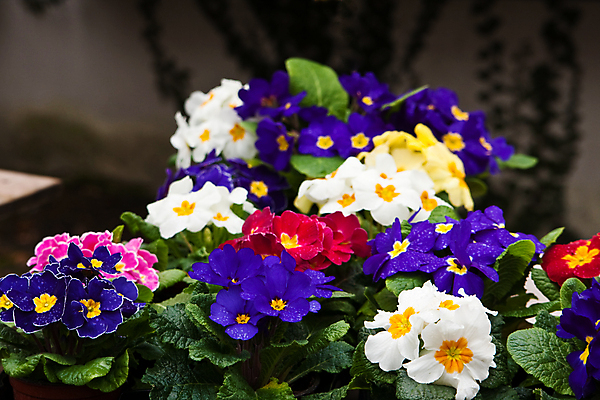 포토 JPG 해외이미지 꽃 화분 사람없음 야외 가로 빨간색 초록색 파란색 노란색 판매 세일 보라색 봄 놀이방 흰색 시장 비올라 해외포토 식물 계절 컬러 파일형식 찰현악기 이미지허브