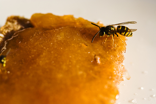 포토 JPG 해외이미지 빵 곤충 안테나 사람없음 가로 햇빛 노란색 검은색 말벌 먹이 잼 젤리 마멀레이드 해외포토 동물 음식 컬러 통신 디저트 태양 소스_음식 벌_곤충 파일형식 이미지허브