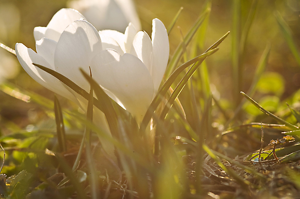 포토 JPG 해외이미지 식물 계절 공원 꽃잎 꽃 줄기 꽃다발 백그라운드 잎 겨울 꽃무늬 자연 사람없음 초록색 파란색 햇빛 뷰티 머리 정원 봄 성장 벚꽃 흰색 신선 그룹 떨어짐 숲 묘사 헌병 해외포토 공공시설 컬러 컨셉 무늬 신체부위 태양 군인 생태계 파일형식 이미지허브