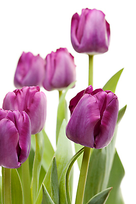 포토 JPG 해외이미지 식물 계절 꽃잎 꽃 줄기 백그라운드 잎 꽃무늬 자연 사람없음 옆모습 컬러풀 뷰티 정원 보라색 봄 낭만 튤립 벚꽃 흰색 축하 신선 클래식 4월 자르기 배열 네덜란드 원예 심플 내추럴 고립 깊이 영원 해외포토 유럽 뷰포인트 컬러 컨셉 무늬 모션 취미 날짜 생태계 파일형식 이미지허브