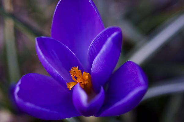포토 JPG 해외이미지 식물 계절 공원 꽃잎 꽃 줄기 꽃다발 백그라운드 잎 꽃무늬 자연 사람없음 초록색 햇빛 뷰티 머리 정원 봄 성장 벚꽃 흰색 신선 그룹 떨어짐 숲 제비꽃 묘사 헌병 해외포토 공공시설 컬러 컨셉 무늬 신체부위 태양 군인 생태계 파일형식 이미지허브